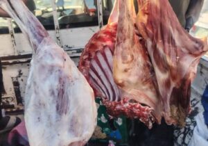 حملة واسعة بمحلية شيكان لمكافحة الذبيح غير القانوني بالأبيض حمايةً لصحة المواطنين